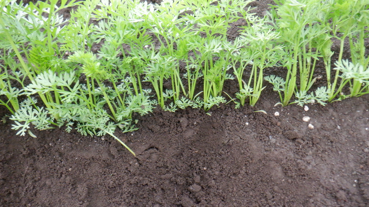 f:id:cafelegume:20210522211148j:plain