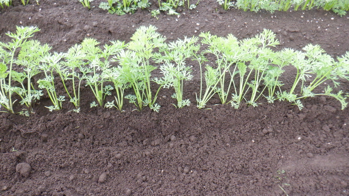 f:id:cafelegume:20210522211316j:plain