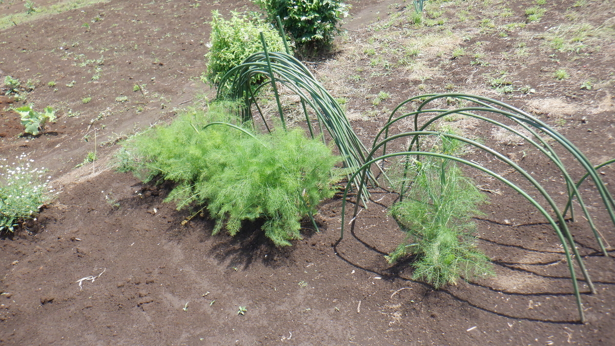 f:id:cafelegume:20210531214954j:plain