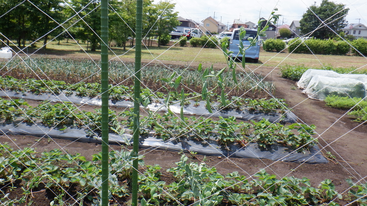 f:id:cafelegume:20210531215734j:plain