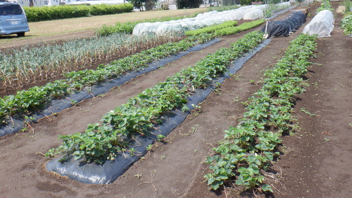 f:id:cafelegume:20210531220109j:plain