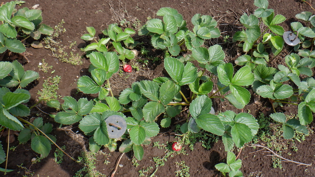 f:id:cafelegume:20210531220448j:plain