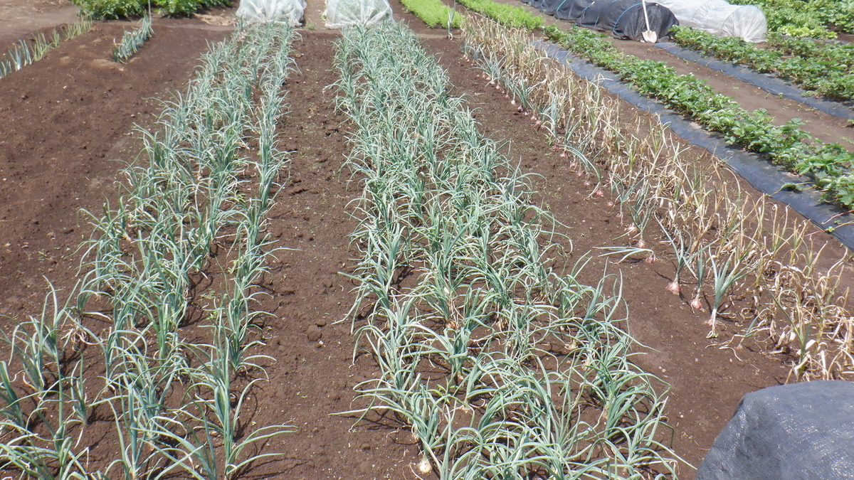 f:id:cafelegume:20210531220943j:plain