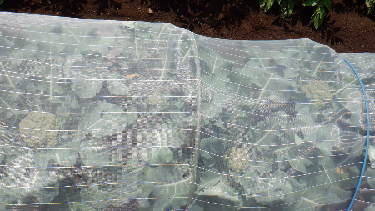 f:id:cafelegume:20210531221910j:plain