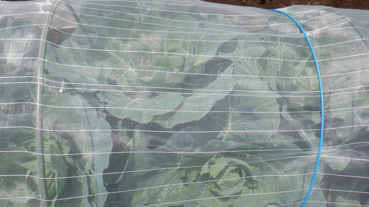 f:id:cafelegume:20210531221954j:plain