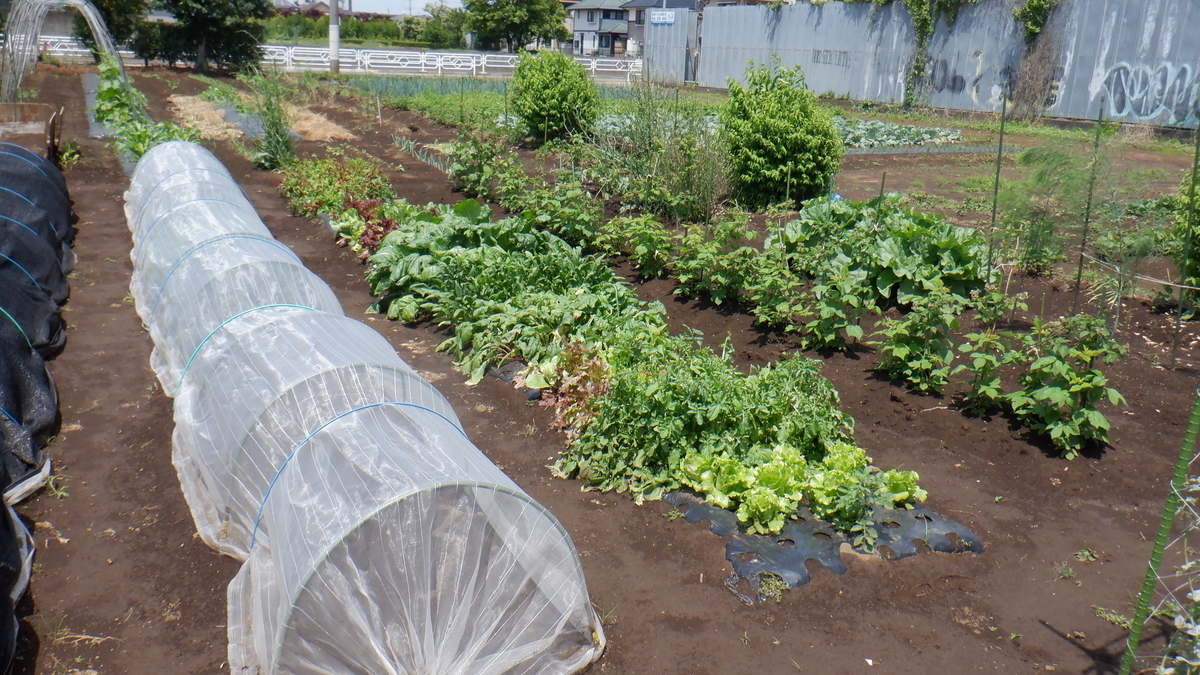 f:id:cafelegume:20210531222915j:plain