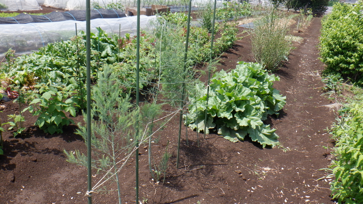 f:id:cafelegume:20210531223258j:plain