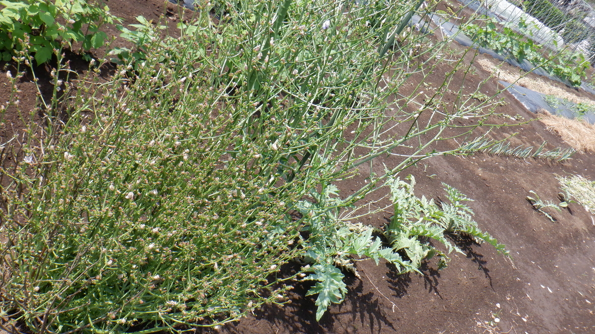 f:id:cafelegume:20210531223755j:plain