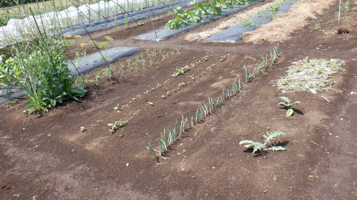 f:id:cafelegume:20210531224044j:plain