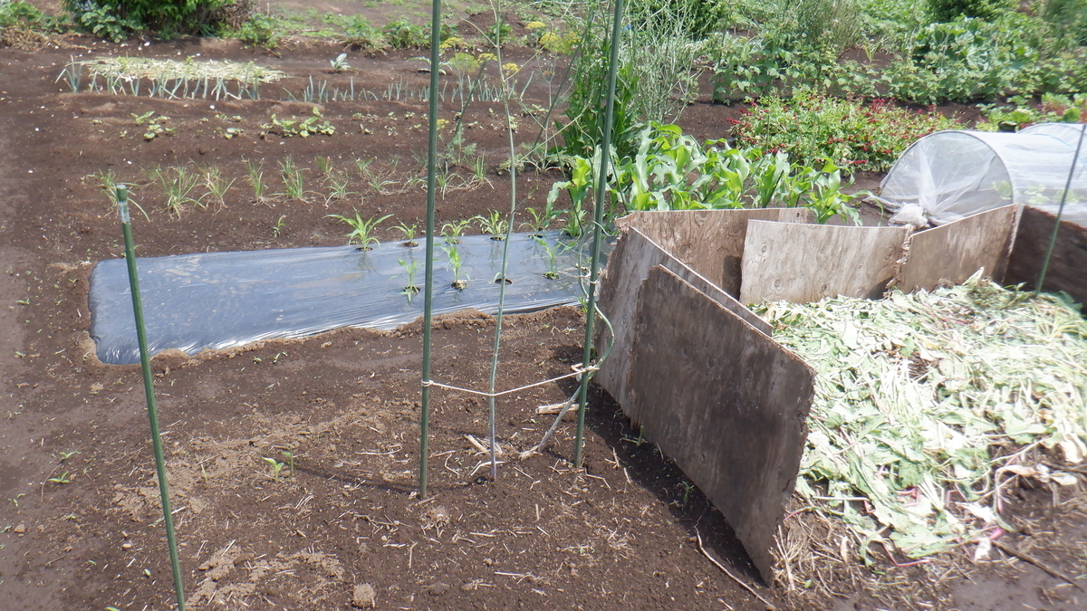 f:id:cafelegume:20210531224333j:plain