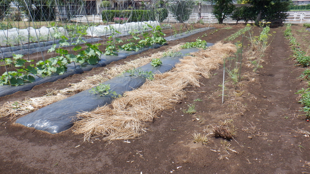 f:id:cafelegume:20210531225550j:plain