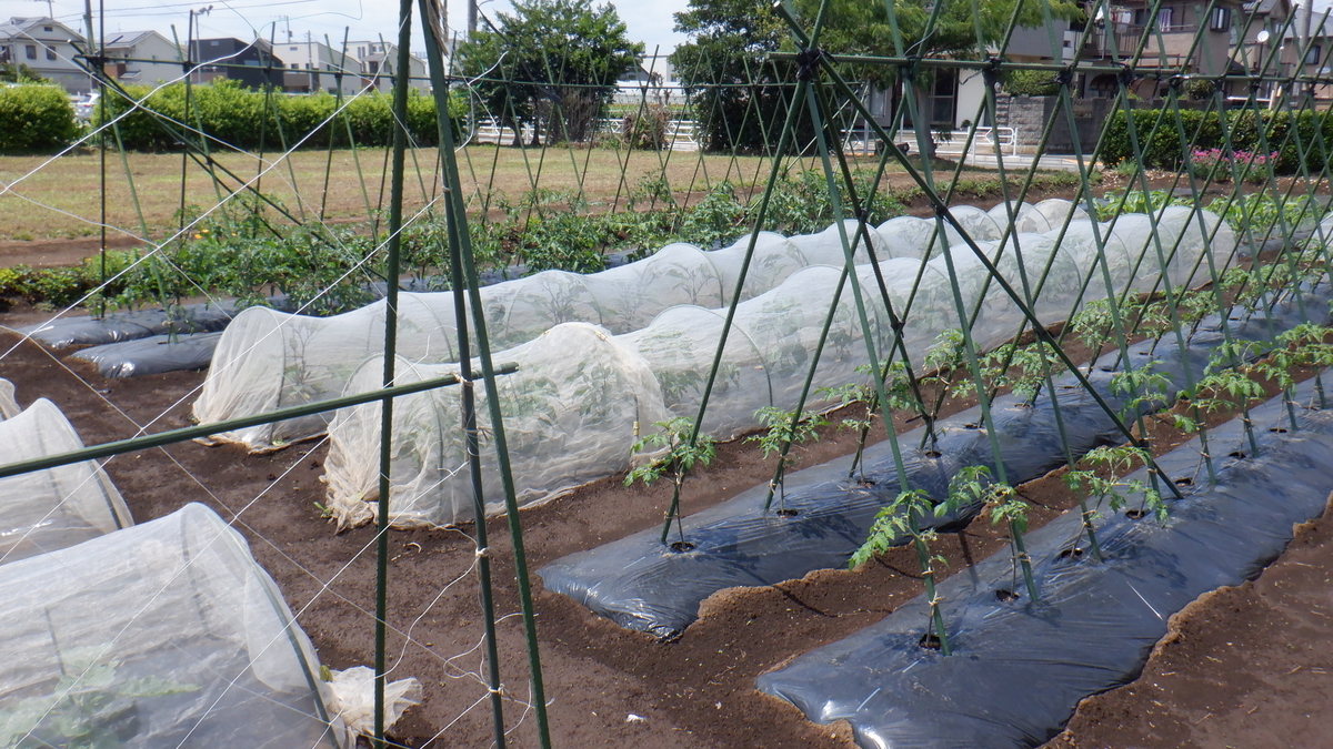 f:id:cafelegume:20210531230029j:plain