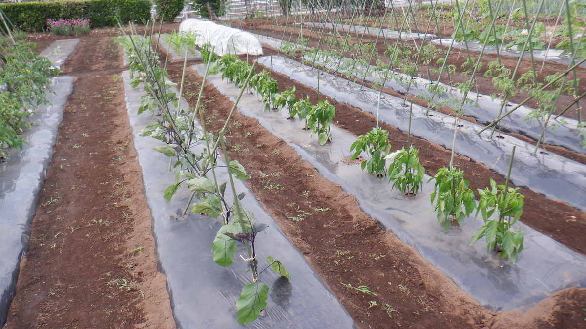 f:id:cafelegume:20210531230444j:plain