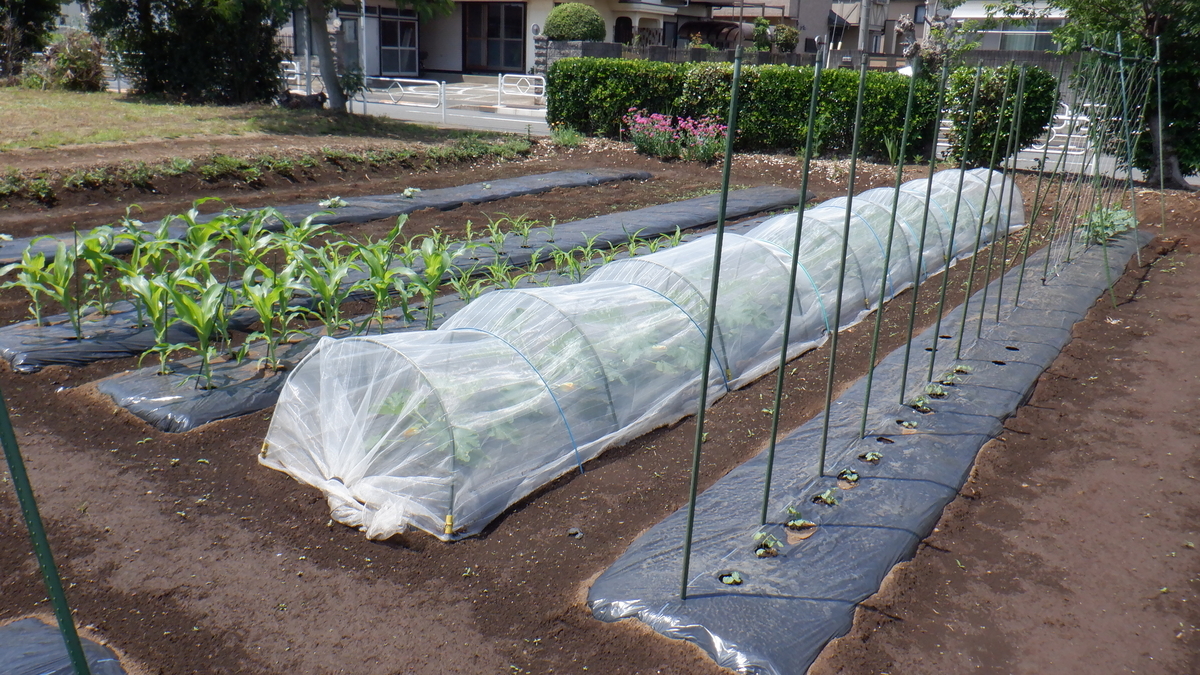 f:id:cafelegume:20210531230705j:plain