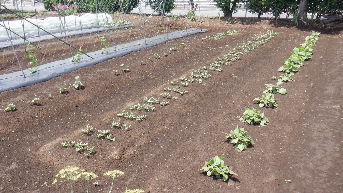 f:id:cafelegume:20210531231450j:plain