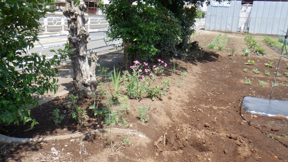 f:id:cafelegume:20210531231742j:plain