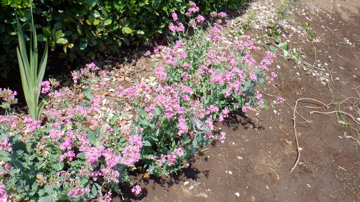 f:id:cafelegume:20210531231857j:plain