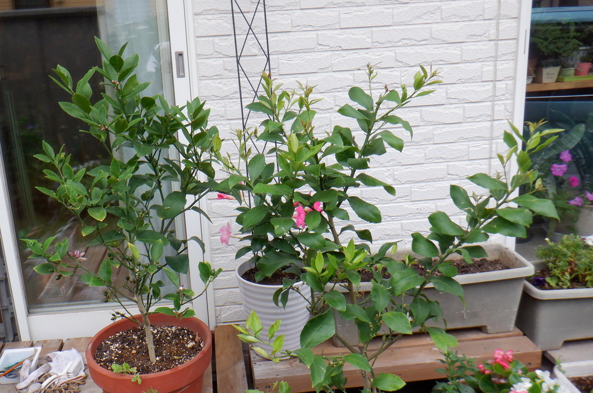 f:id:cafelegume:20210606220659j:plain