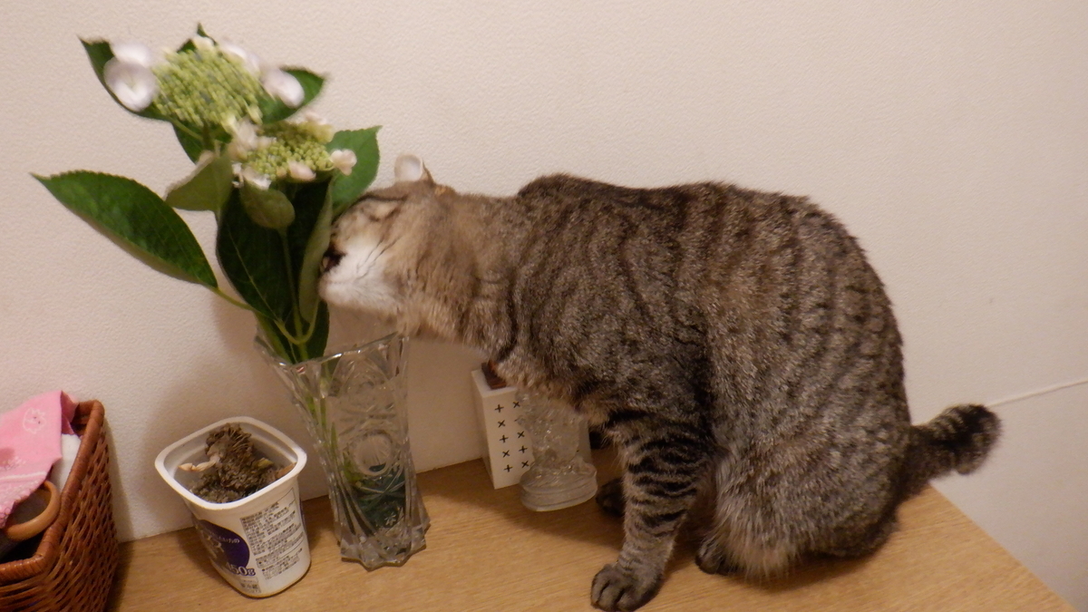 f:id:cafelegume:20210611222206j:plain