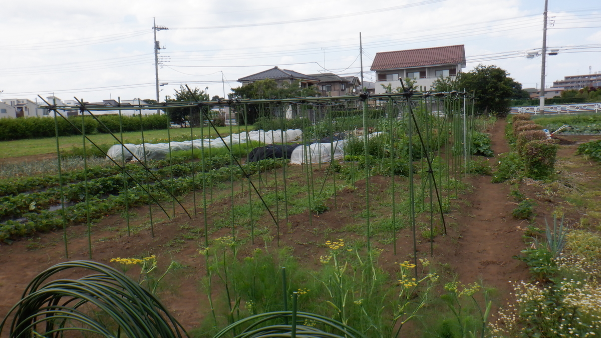 f:id:cafelegume:20210612225701j:plain