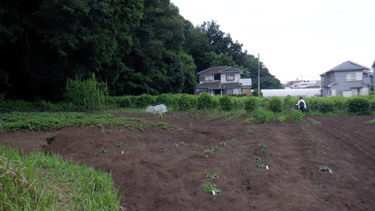 f:id:cafelegume:20210612231644j:plain