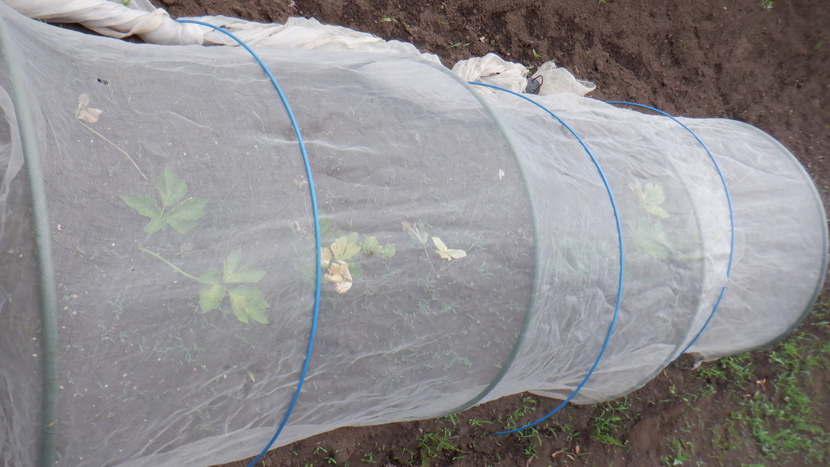 f:id:cafelegume:20210612232201j:plain