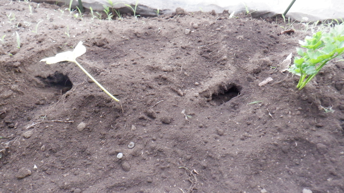 f:id:cafelegume:20210612232307j:plain