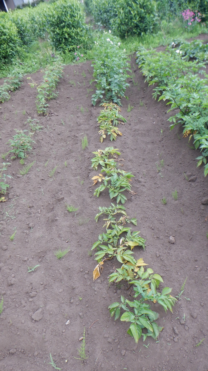 f:id:cafelegume:20210612232715j:plain