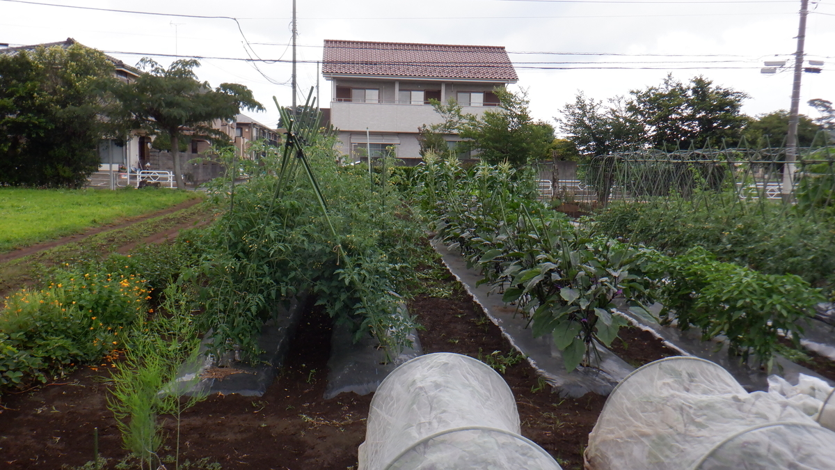 f:id:cafelegume:20210623205810j:plain
