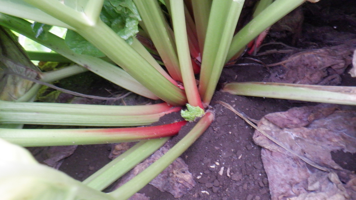 f:id:cafelegume:20210623211816j:plain