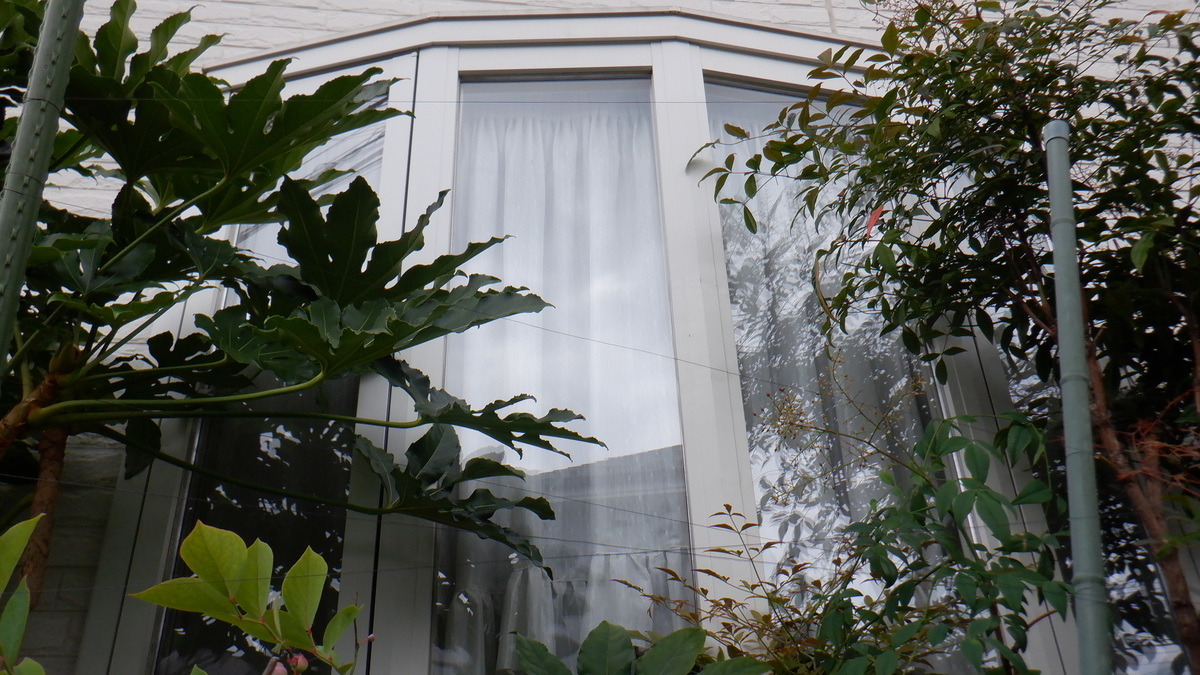 f:id:cafelegume:20210628221119j:plain