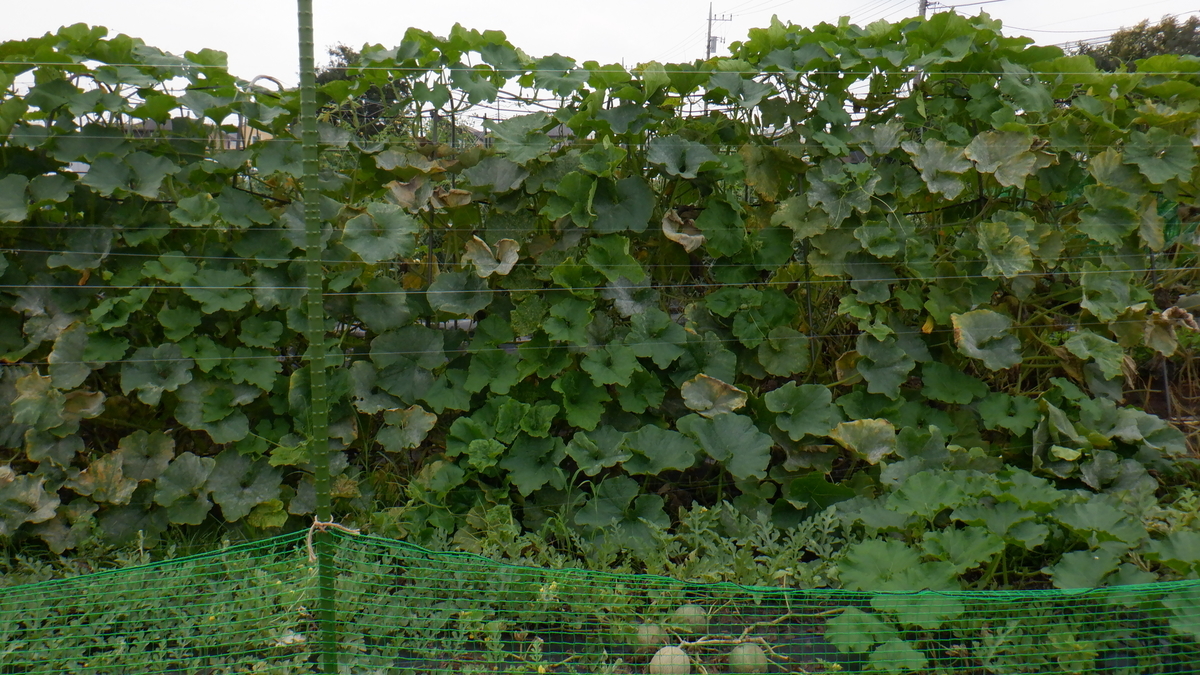 f:id:cafelegume:20210707232501j:plain