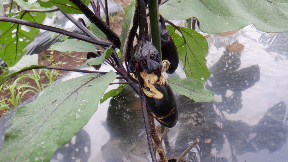 f:id:cafelegume:20210707232823j:plain