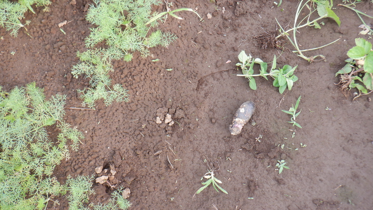 f:id:cafelegume:20210707233047j:plain