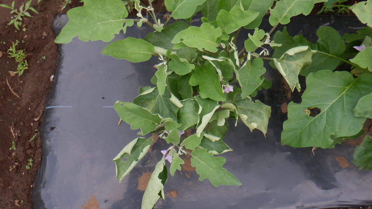 f:id:cafelegume:20210707233402j:plain