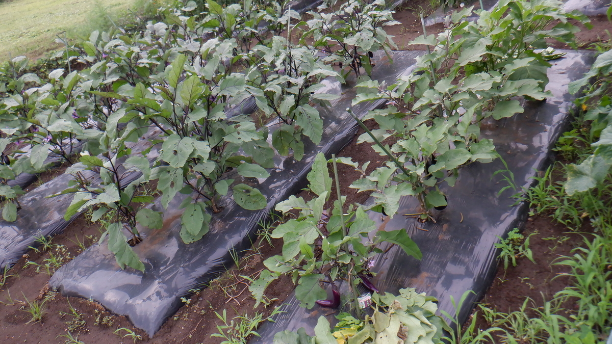 f:id:cafelegume:20210707233624j:plain