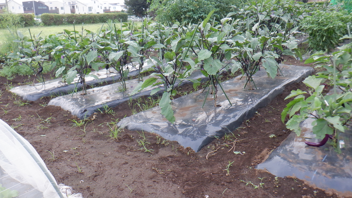 f:id:cafelegume:20210707234335j:plain