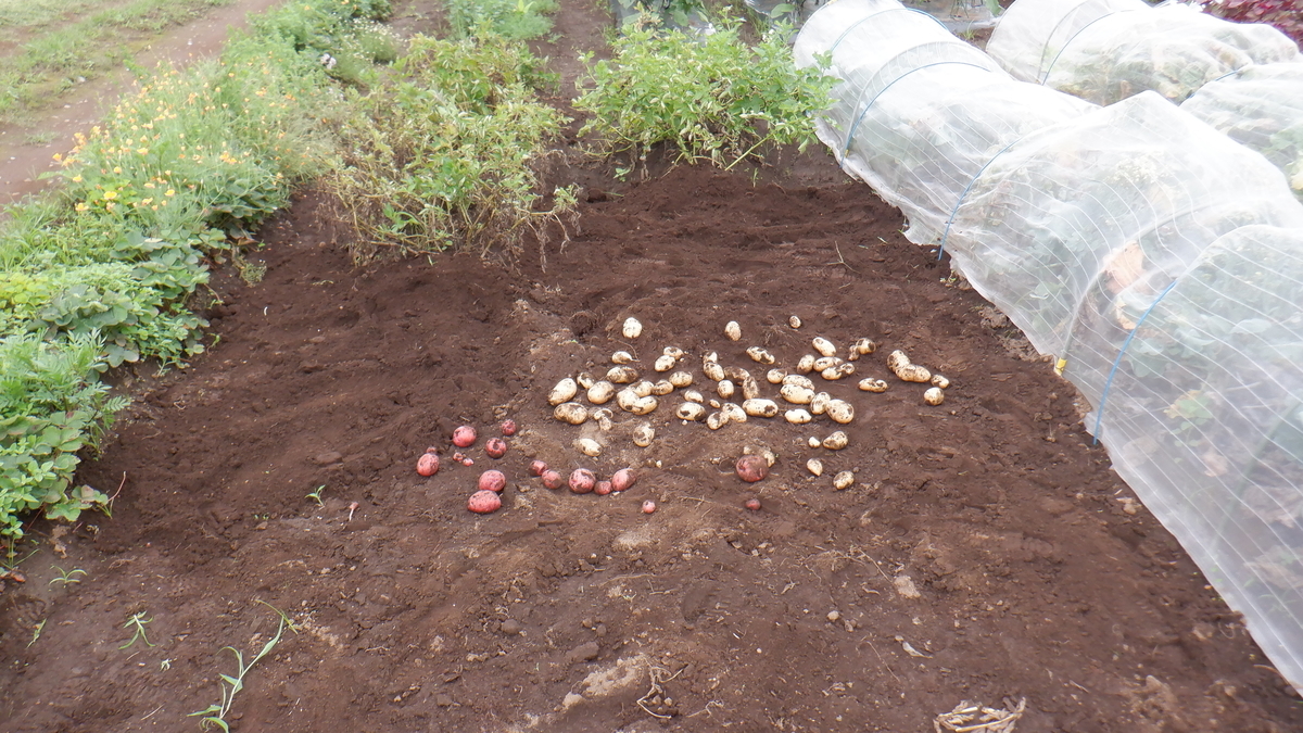 f:id:cafelegume:20210707235406j:plain