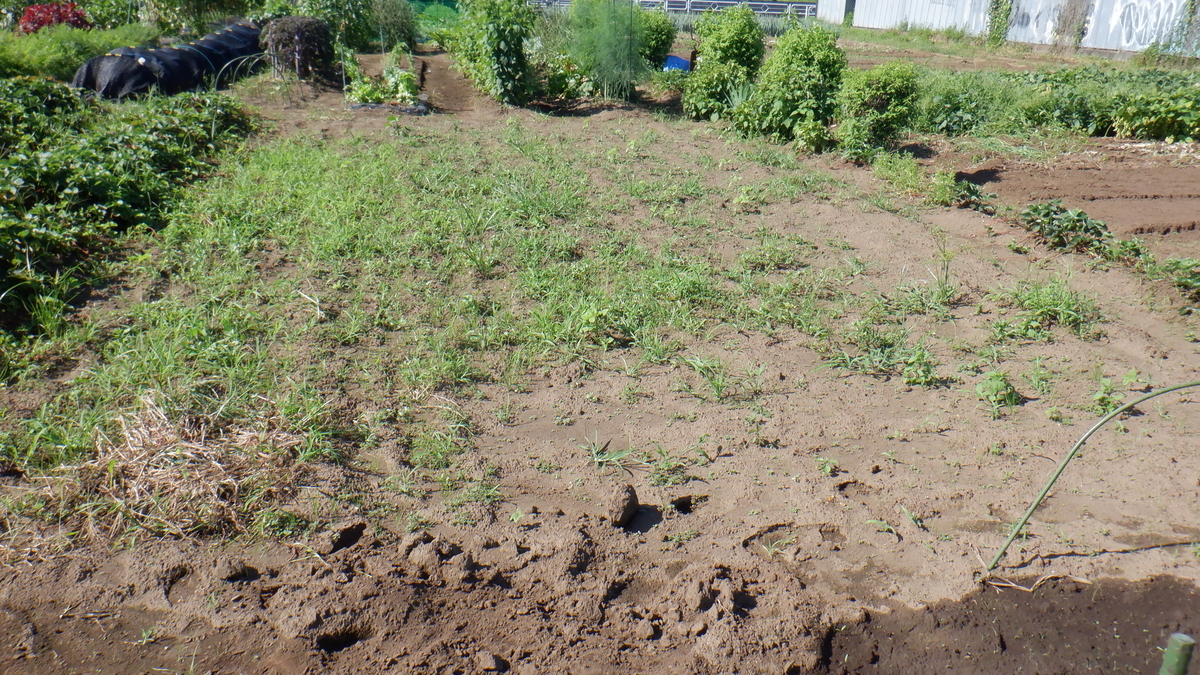 f:id:cafelegume:20210718231247j:plain