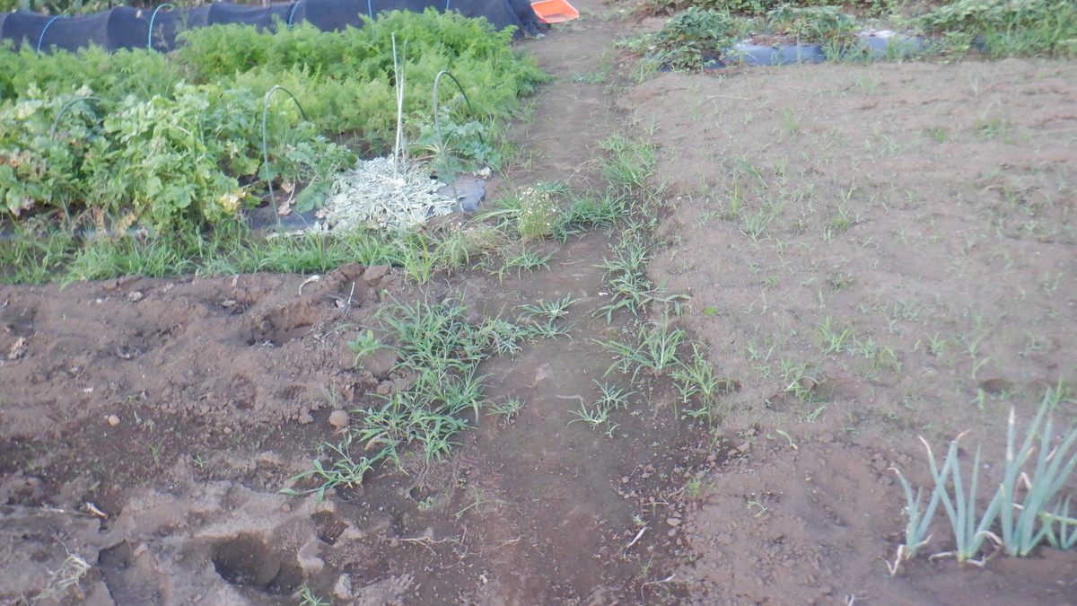 f:id:cafelegume:20210718232949j:plain