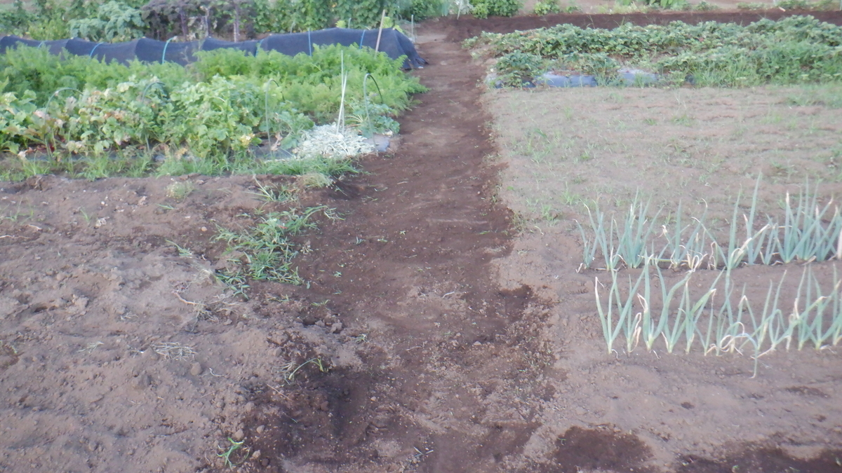 f:id:cafelegume:20210718233236j:plain