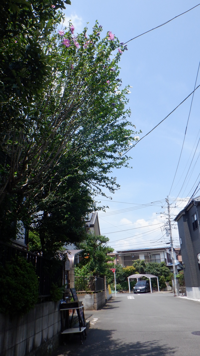 f:id:cafelegume:20210720214837j:plain