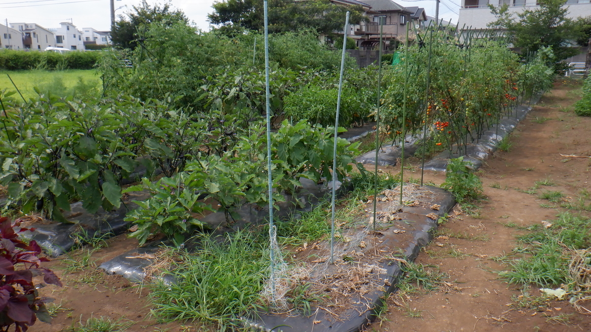 f:id:cafelegume:20210724225546j:plain