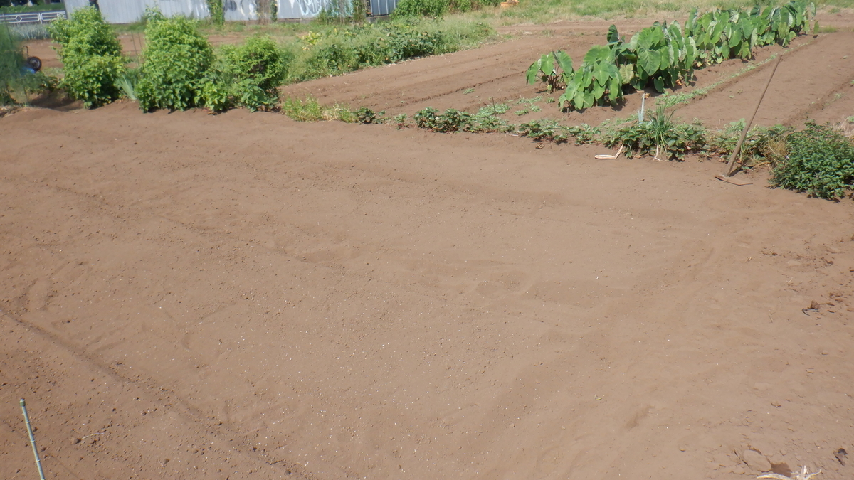 f:id:cafelegume:20210725230002j:plain