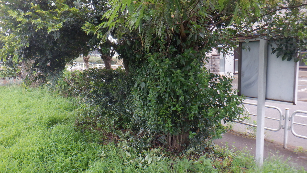 f:id:cafelegume:20210802222820j:plain