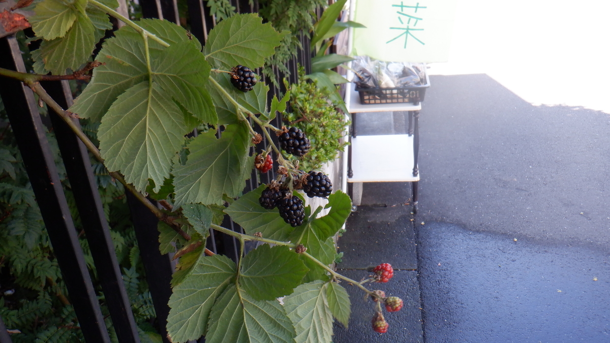 f:id:cafelegume:20210805221739j:plain