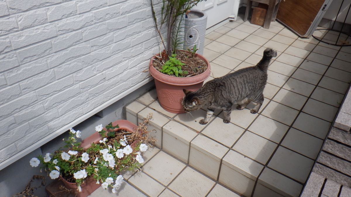 f:id:cafelegume:20210831213312j:plain