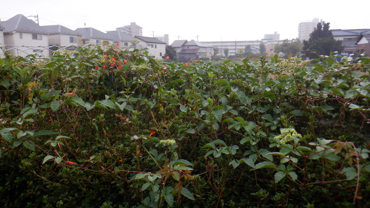f:id:cafelegume:20210902213954j:plain
