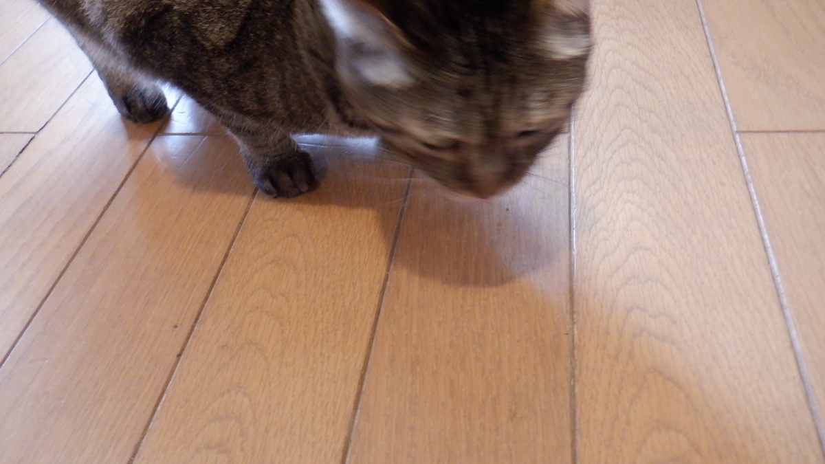 f:id:cafelegume:20210906221950j:plain