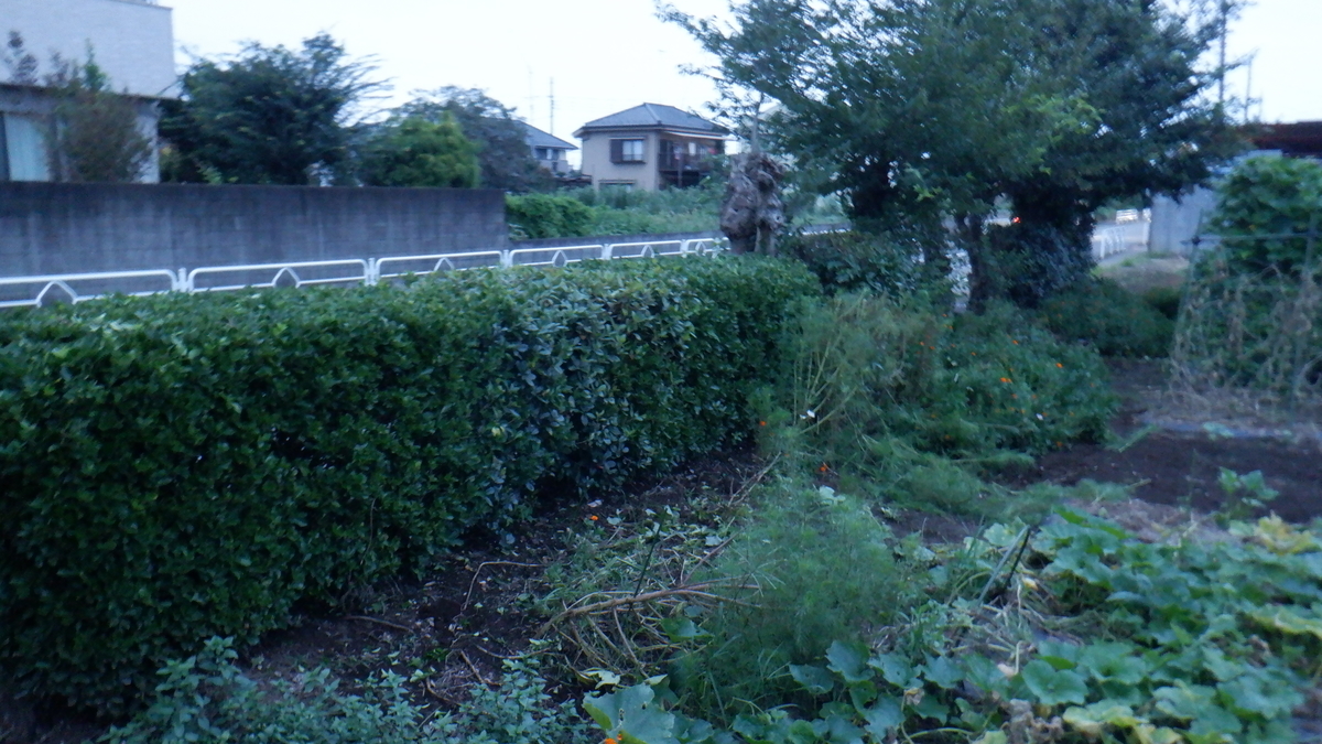 f:id:cafelegume:20210907210943j:plain